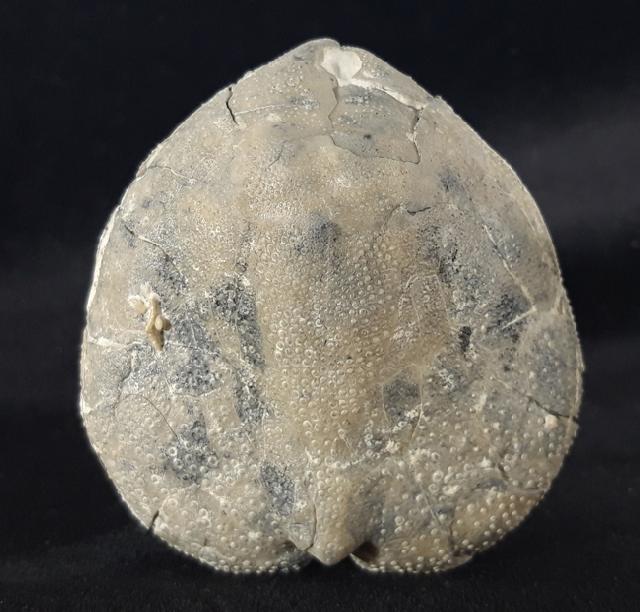Micraster cf. schroederi STOLLEY 1891 - Bild &copy; FossNet FossilienStore